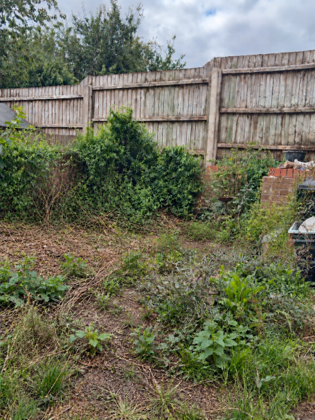 Overgrown garden before clearance and tidy-up work